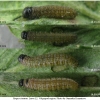 pyr cinarae larva2 volg